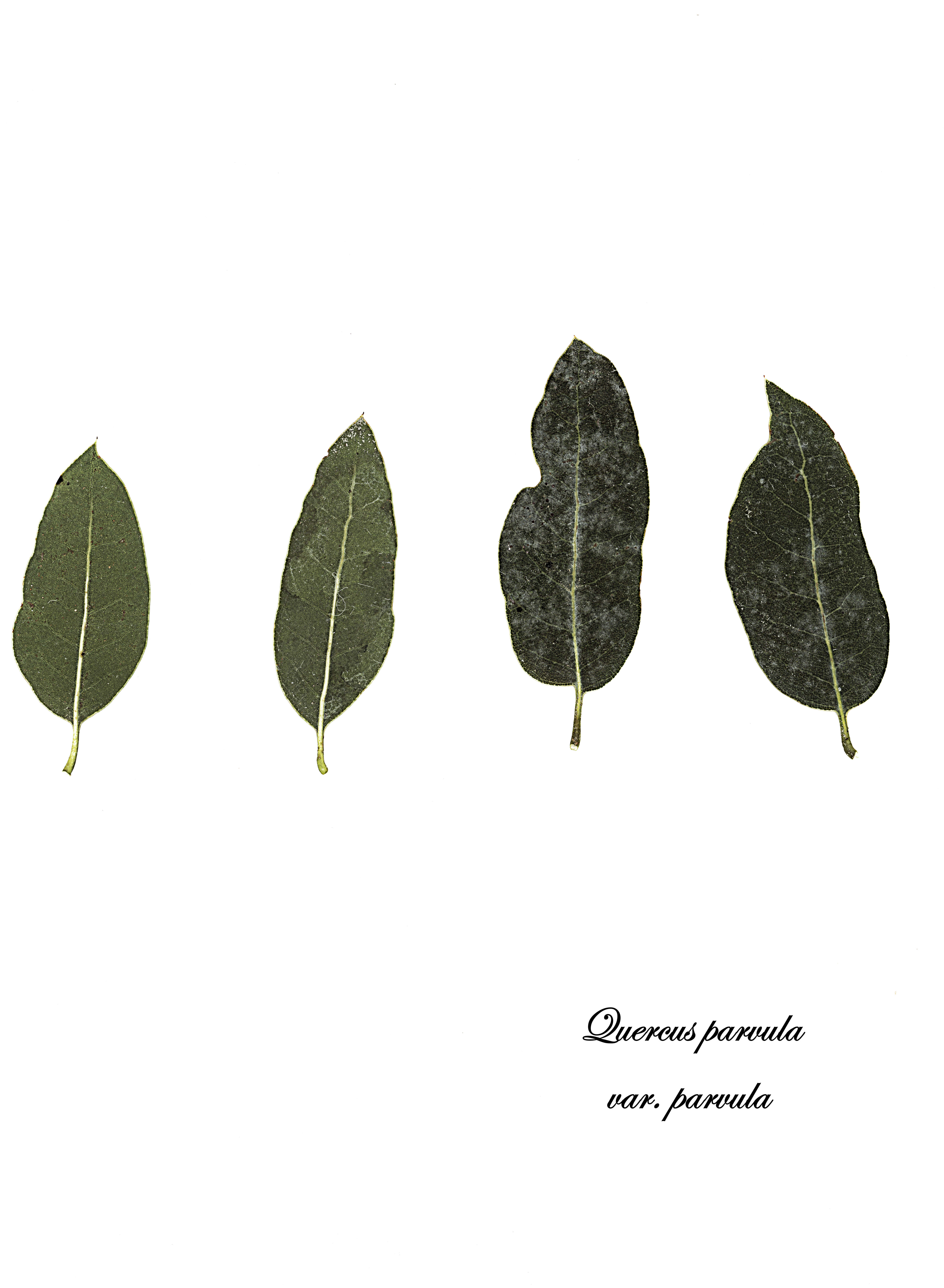 Sivun Quercus parvula Greene kuva