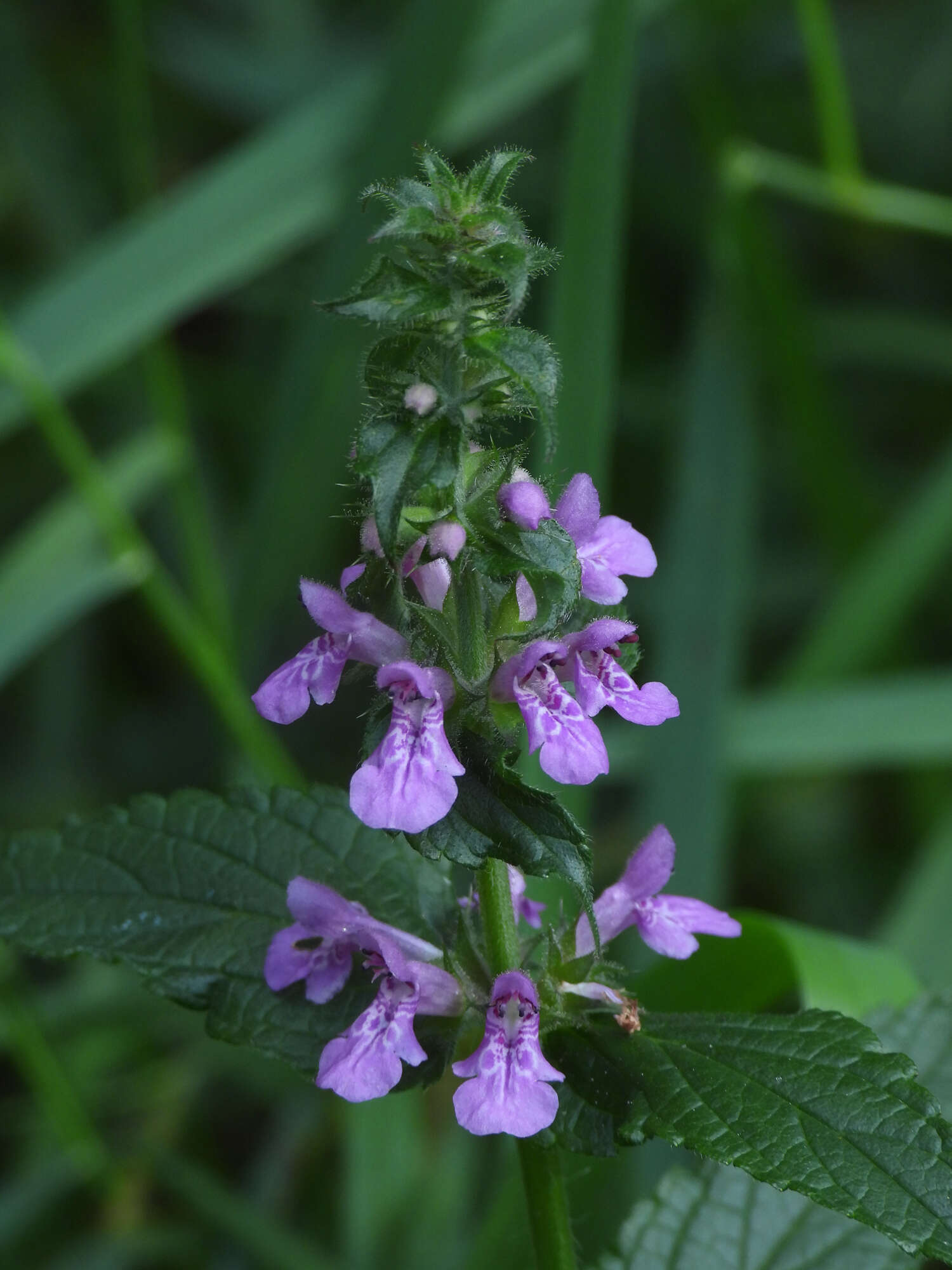 Слика од Stachys palustris L.