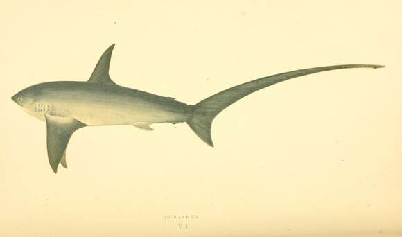 Image of thresher sharks