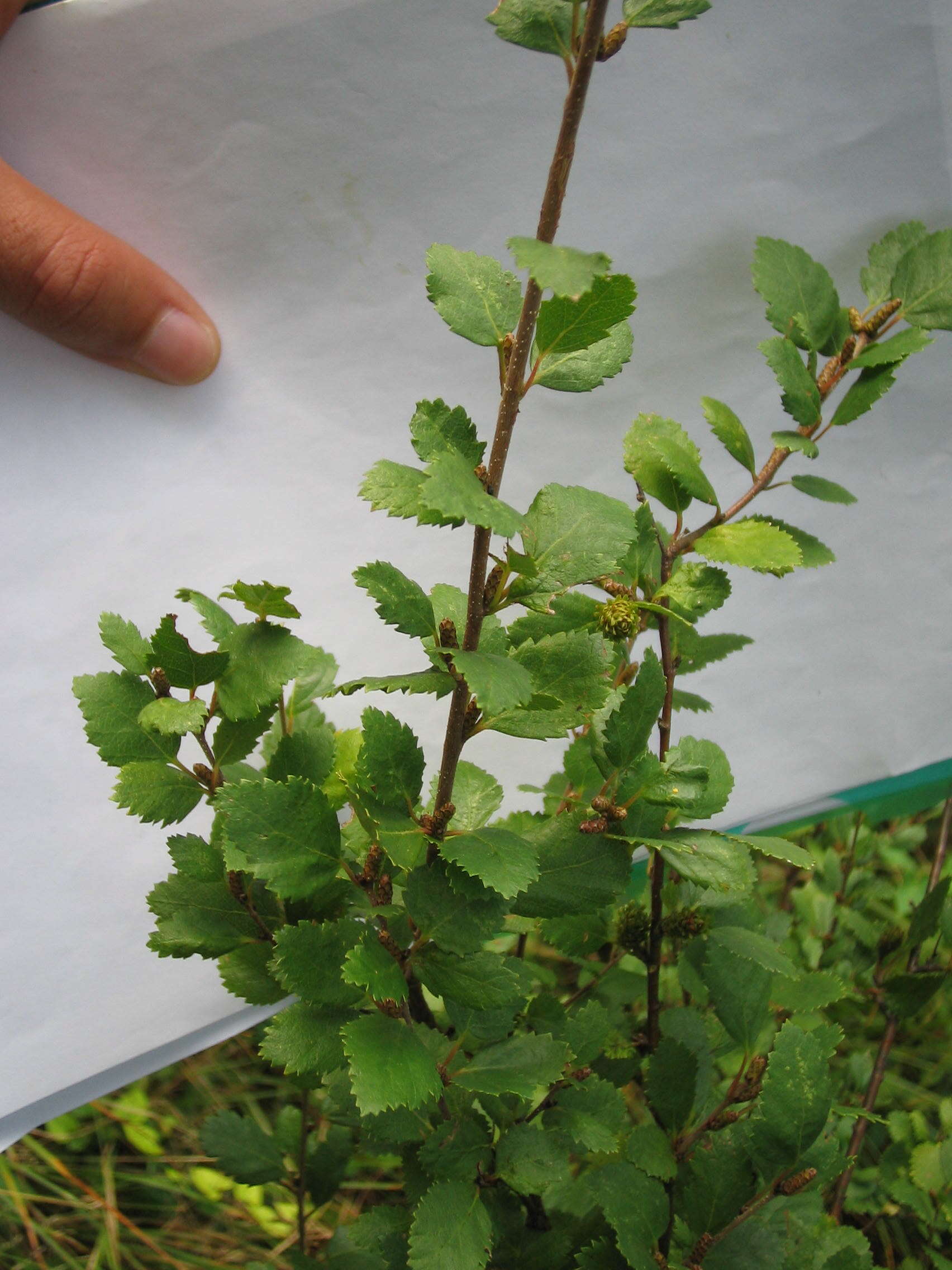 Image of Arctic dwarf birch