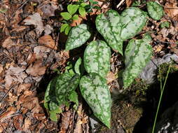 Image of Pulmonaria affinis Jordan