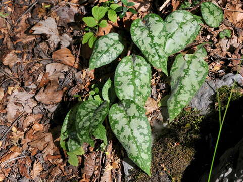 Plancia ëd Pulmonaria affinis Jordan