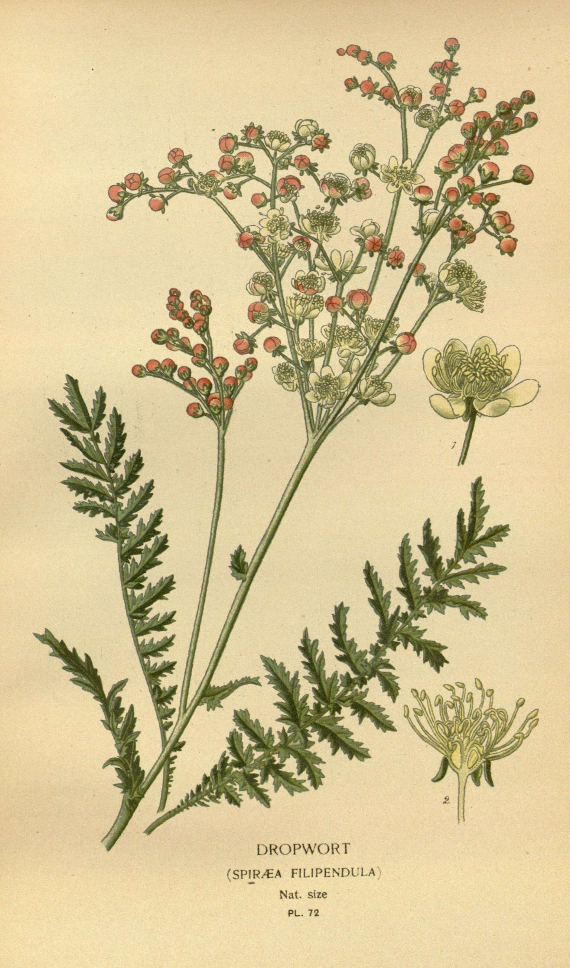 Plancia ëd Filipendula