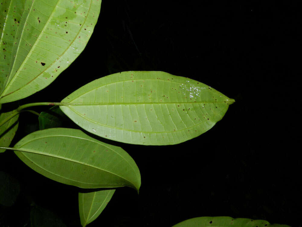 Image of Miconia hondurensis Donn. Sm.