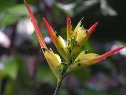 Image of lobster-claw family