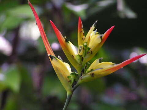 Image of parakeetflower