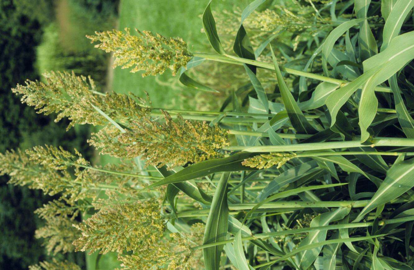 Image of sorghum