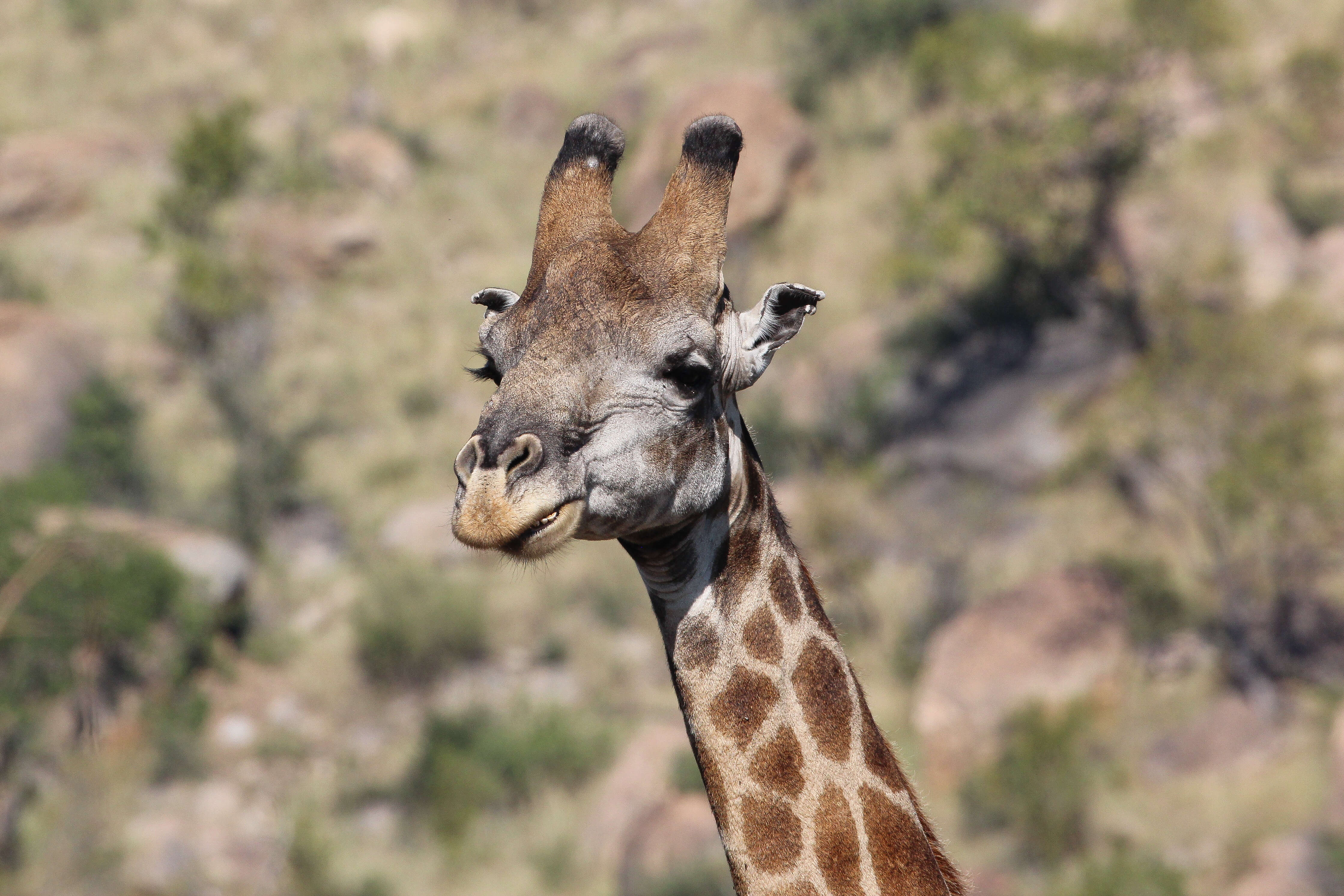 Image of Southern giraffe