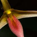 Imagem de Bulbophyllum macrochilum Rolfe