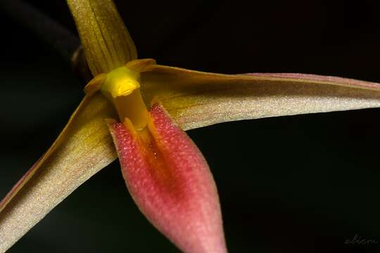 Image of Bulbophyllum macrochilum Rolfe