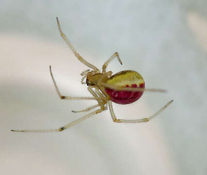 Image of Enoplognatha ovata (Clerck 1757)