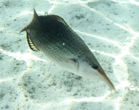 Image of Bird wrasse