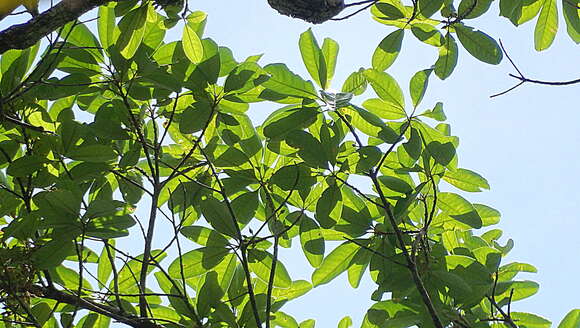 Image de Pouteria macrophylla (Lam.) Eyma