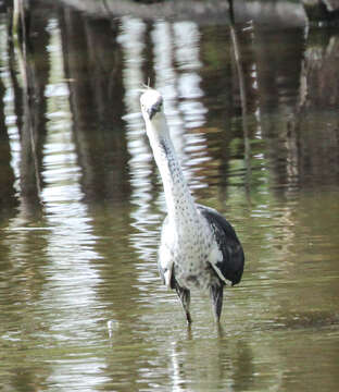 Image of Pacific Heron