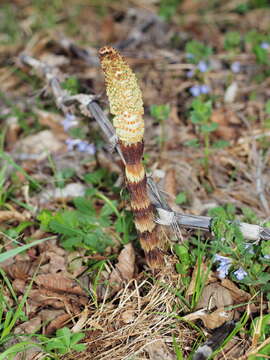 Image of Equisetum telmateia subsp. telmateia