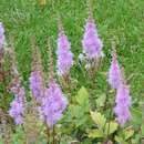 Image of Astilbe rubra Hook. & Thomson