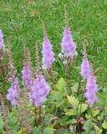 Image of Astilbe rubra Hook. & Thomson