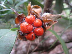 Image of Hibbertia scandens (Willd.) Gilg