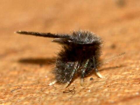 Image of moth flies and sand flies