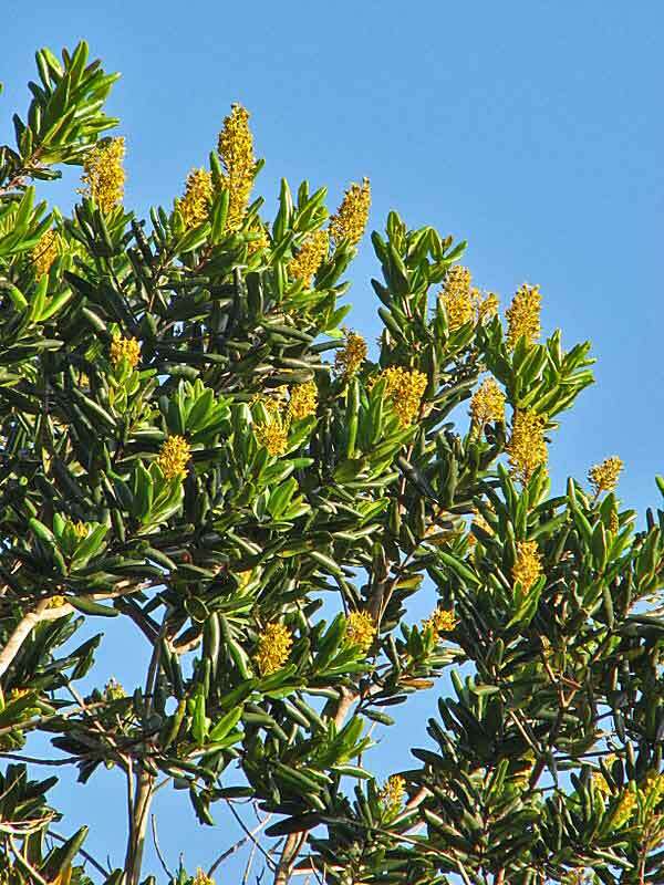 Image of Vochysia lucida C. Presl