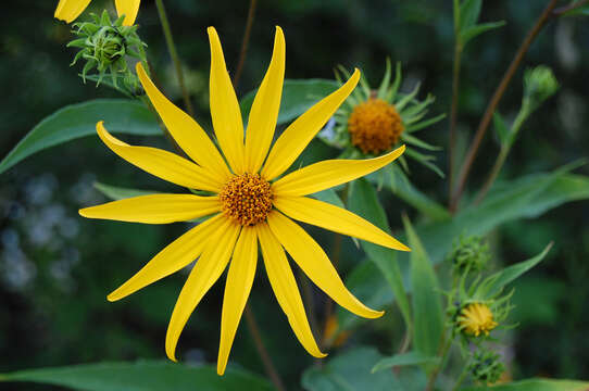 Image of woodland sunflower