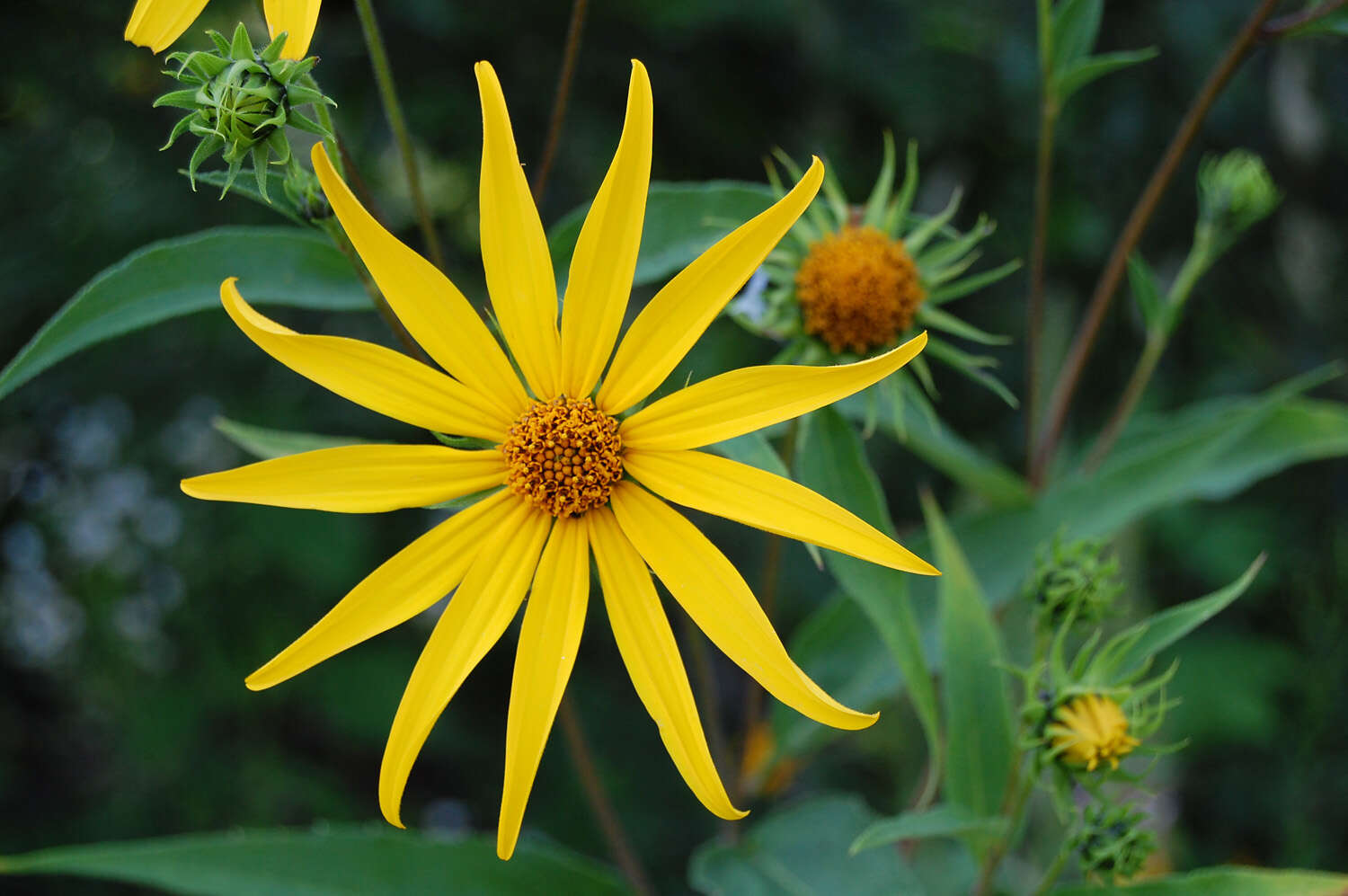 Image of woodland sunflower