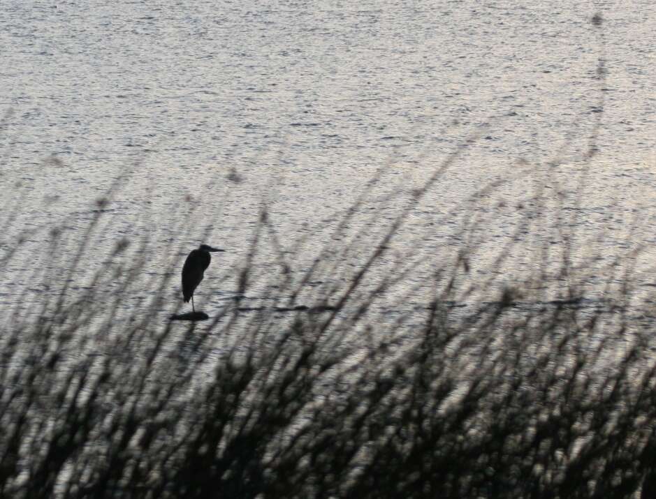 Image of Great Blue Heron