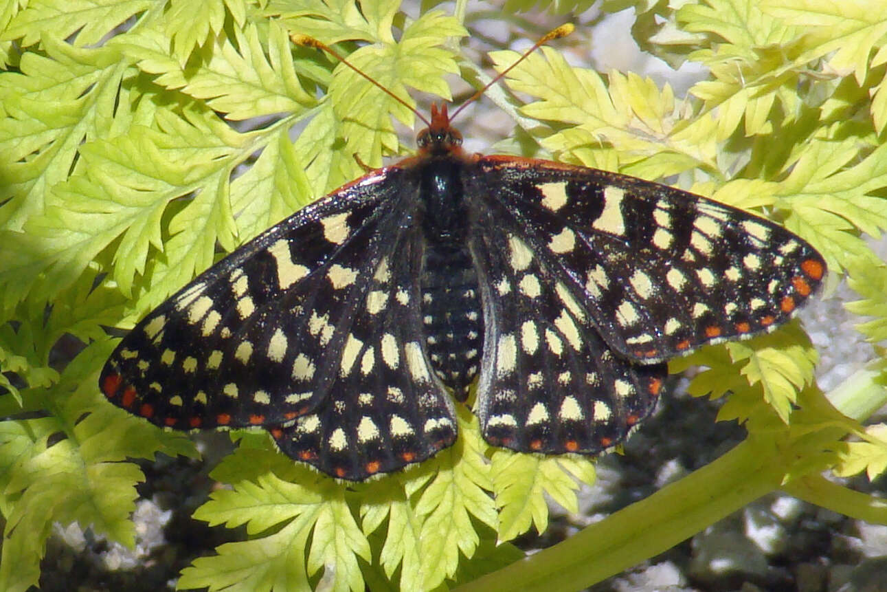 Image of Euphydryas chalcedona