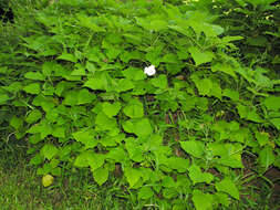 Imagem de Clerodendrum philippinense Elmer