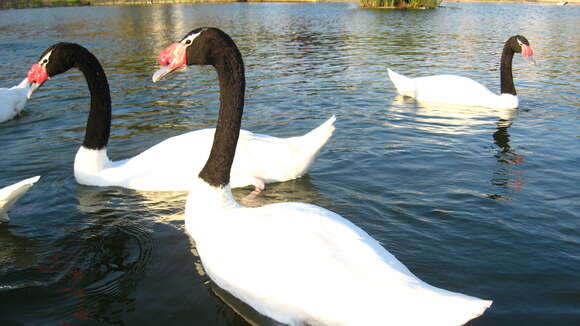 Image of Swan