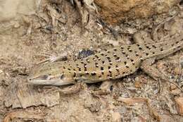 Image of Sand lizards