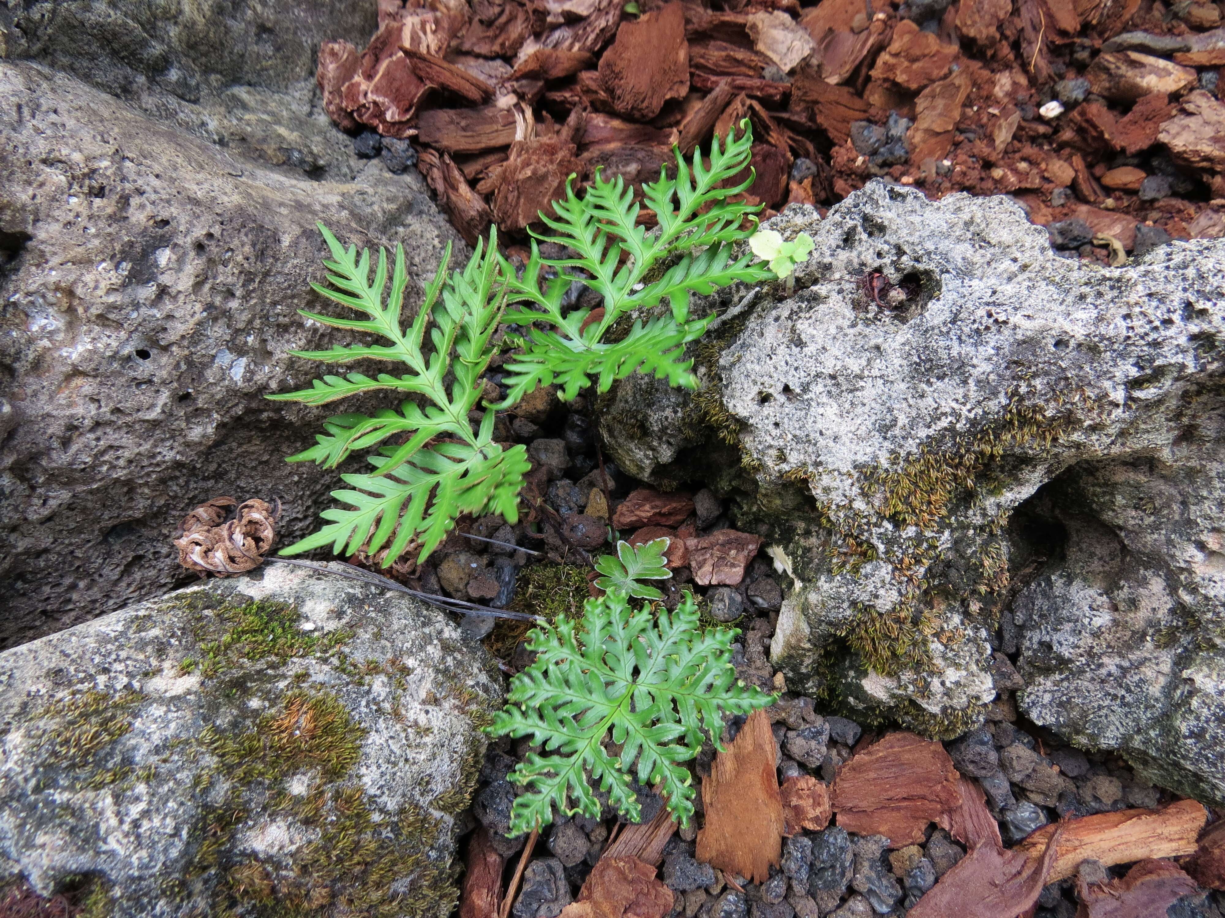 Sivun Doryopteris decipiens (Hook.) J. Sm. kuva