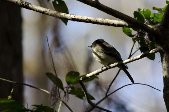 Image of Eastern Phoebe