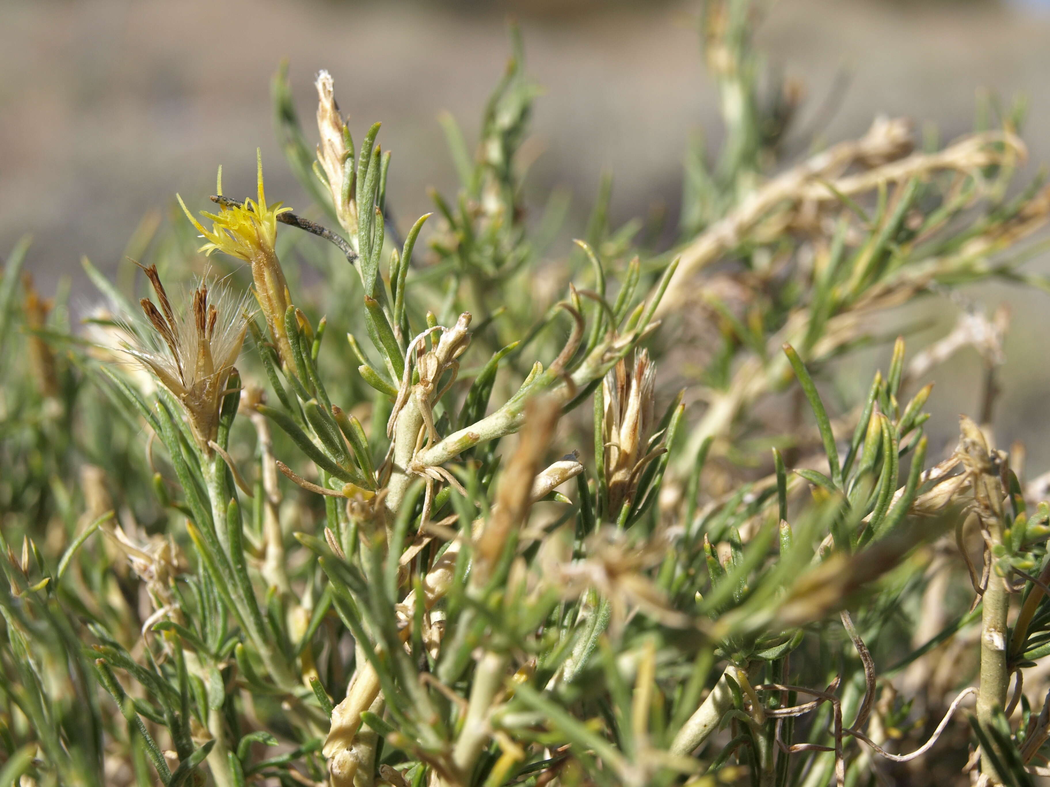 Image of Parry's rabbitbrush