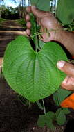 Dioscorea stegelmanniana R. Knuth resmi