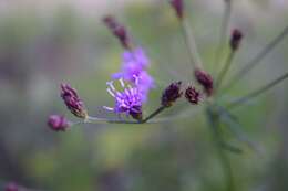 Image of ironweed