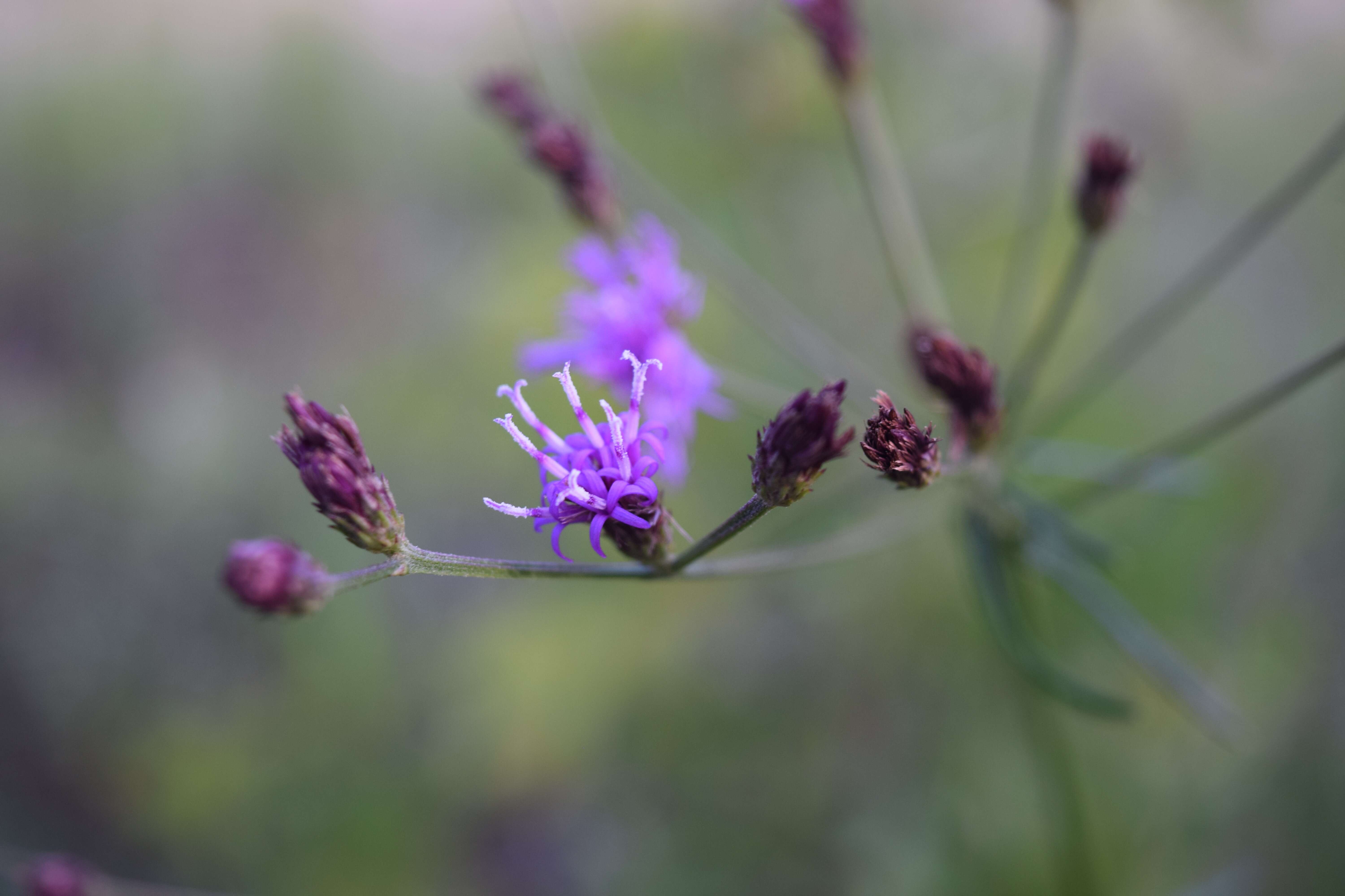 Image of ironweed