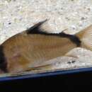 Image of Bandit catfish