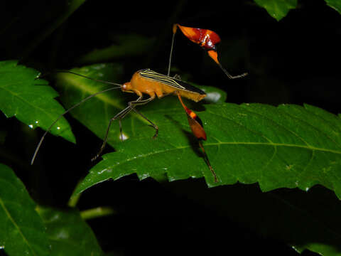 Image of Anisoscelis flavolineata