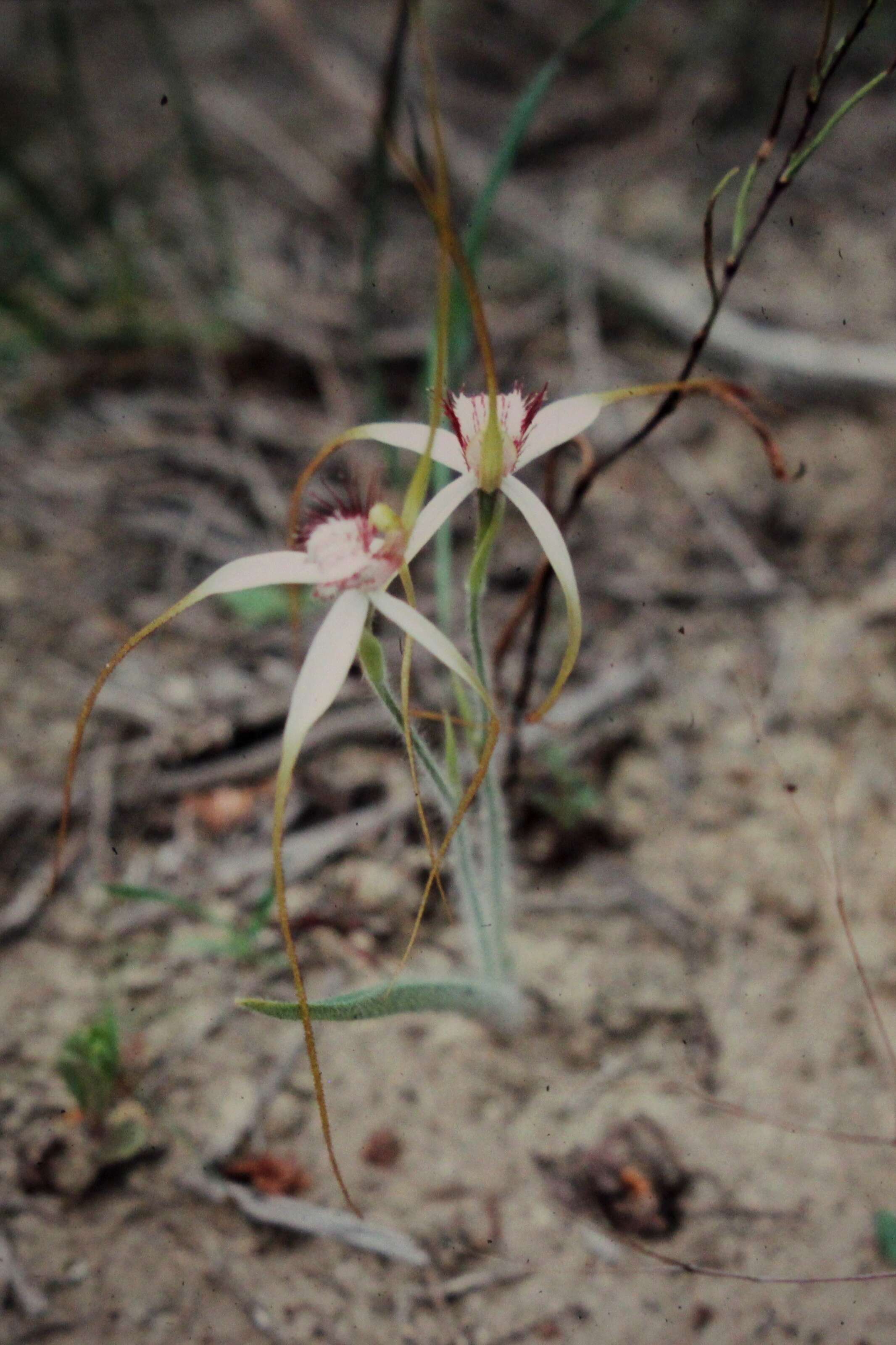 Image of Magnoliophyta