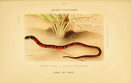 صورة Scaphiodontophis venustissimus (Günther 1893)