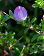 Image of restharrow