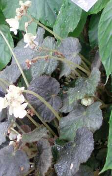 Image of Begonia intermixta Irmsch.