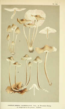 Image of Bonnet Mushroom