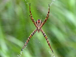 Image of Argiope magnifica L. Koch 1871