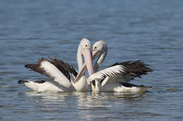 Image of pelicans