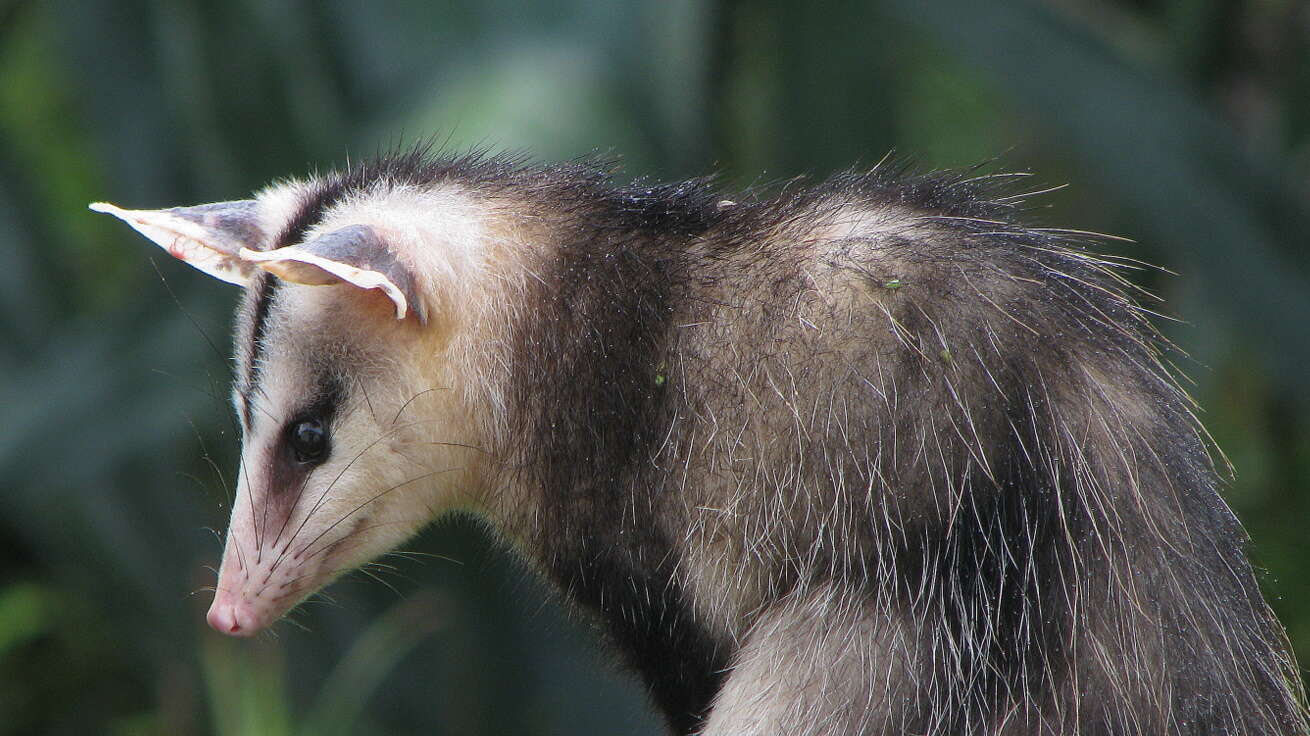 Image of Didelphis Linnaeus 1758