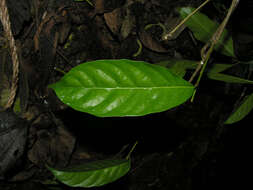 Image de Clarisia biflora Ruiz & Pav.