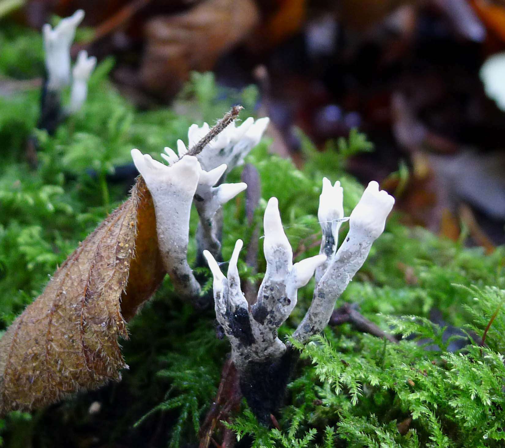 Imagem de Xylaria hypoxylon (L.) Grev. 1824