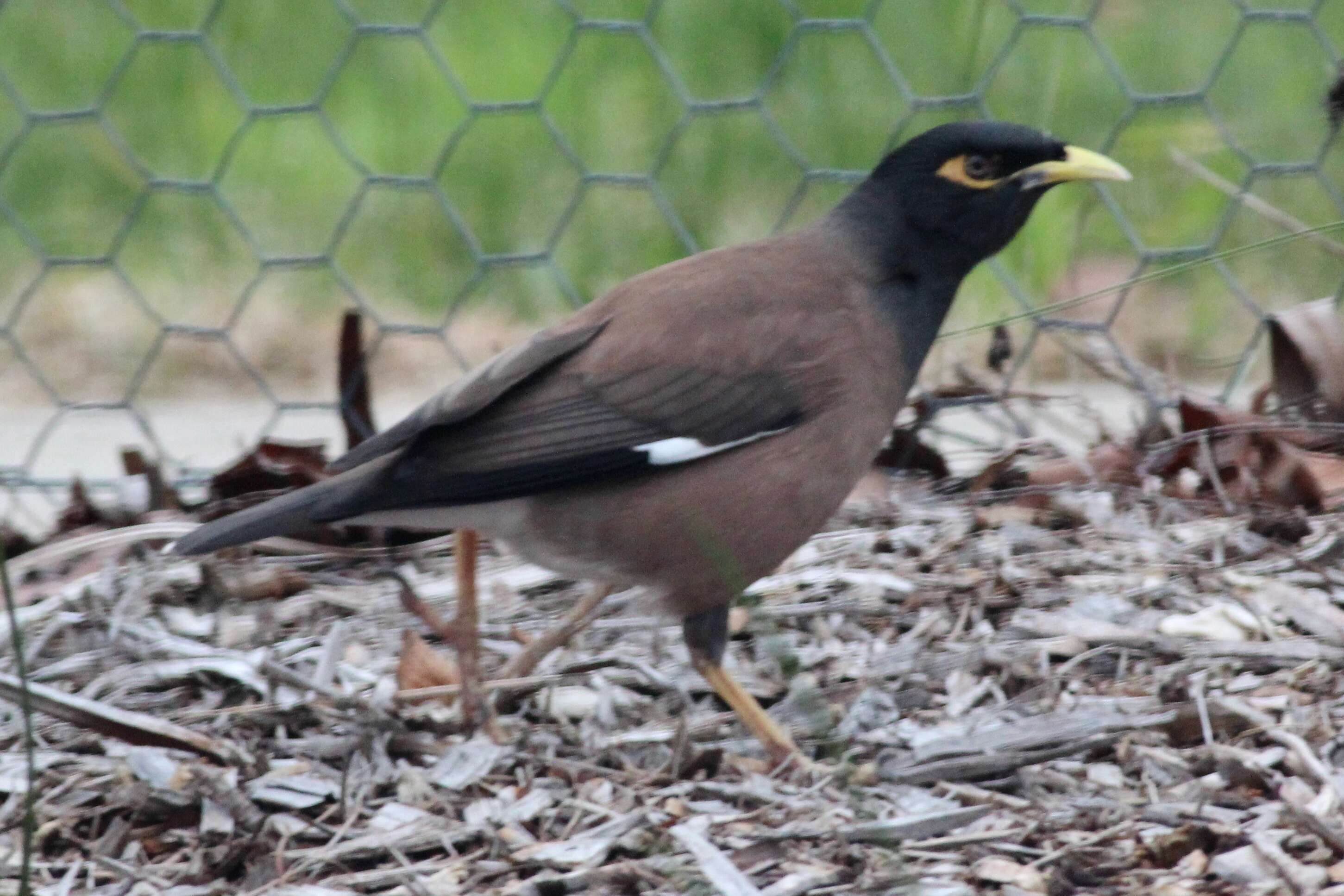 Image of Myna